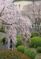 京都府庁旧本館の桜